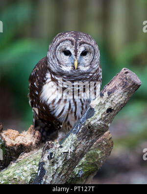 Owl posan en una rama y disfrutar de sus alrededores. Foto de stock