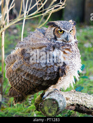 Owl posan en una rama y disfrutar de sus alrededores. Foto de stock