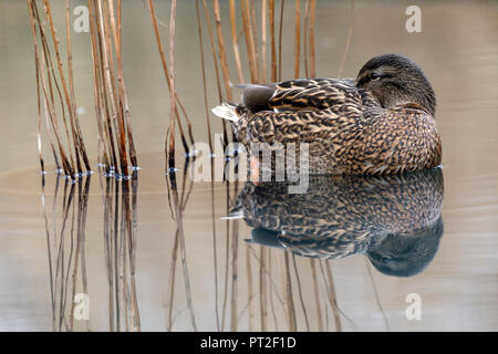 El ánade real (Anas platyrhychos), Alemania, vida silvestre Foto de stock