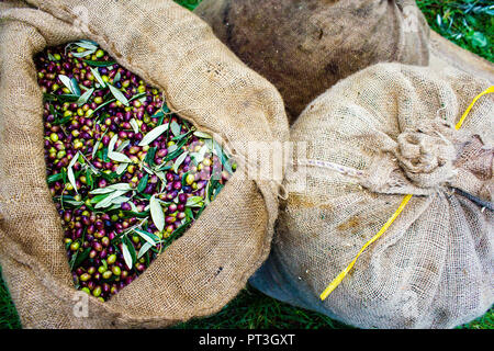 Koroneiki aceitunas cosechadas y recolectadas en sacos, en Kalamata, Peloponeso, región suroeste de Grecia. Foto de stock