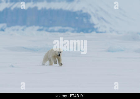 Oso Polar patrullando los témpanos de hielo en el extremo norte de la isla de Baffin.