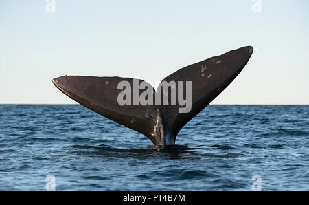 Cola de ballena franca austral Fluke. Foto de stock