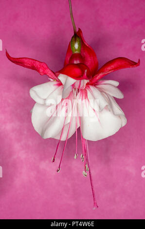 Swingtime fucsia, trailing rosa y flor blanca contra un fondo de color rosa Foto de stock