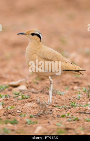 Crema Courser (Cursorius cursor), vista lateral de un adulto en el suelo en su hábitat típico en Marruecos Foto de stock