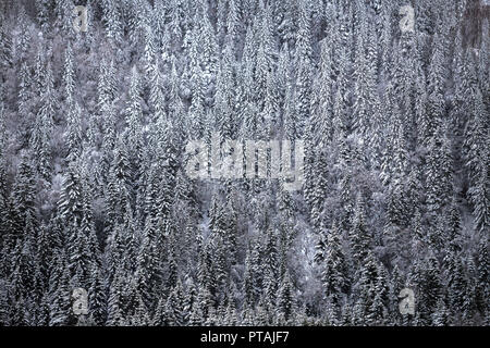 Bosque de invierno cubierto de nieve. Invierno en Noruega. Foto de stock