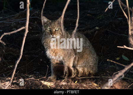 Gato salvaje en su hábitat natural. El Delta del Danubio, Rumania Foto de stock