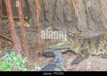 Huevos de cocodrilo fotografías e imágenes de alta resolución - Página 4 -  Alamy