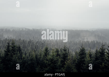 Vista de los bosques de coníferas del paisaje en el Parque Nacional de Harz con algo de niebla Foto de stock