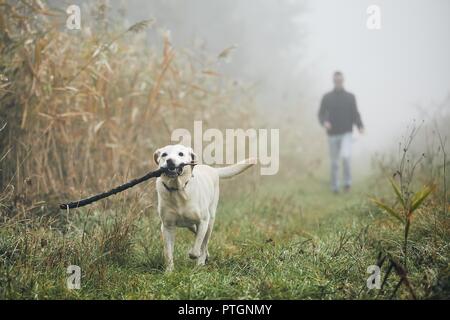 Joven jugando con el perro (labrador retriever) en el otoño de niebla por la mañana.