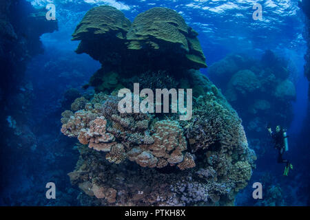 Scuba Diver femenino fotografías majestuosos arrecifes de Pinnacle al atardecer en la furia Shoas zona del Mar Rojo. Foto de stock