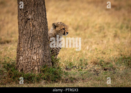 Cheetah cub se sienta detrás de árbol mirando hacia fuera Foto de stock