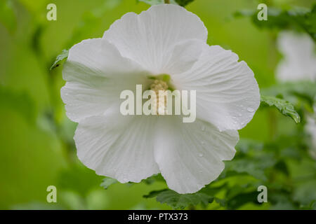 Un blanco puro flor de un rosa de Sarón arbusto, Althea, Hibiscus syriacus Diana, después de una lluvia. Ee.Uu.. Foto de stock