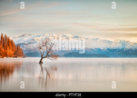 En invierno el Lago Wanaka, Otago, Nueva Zelanda, mientras que las aves se posan en el árbol único y la bruma elevándose desde el agua.