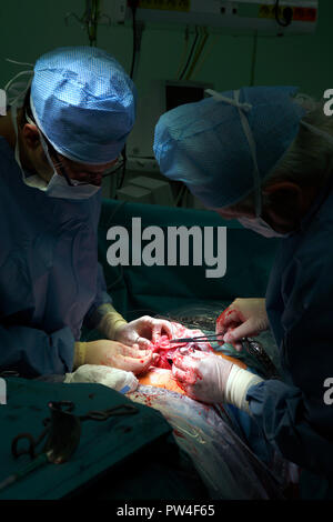 La intervención quirúrgica en el momento del nacimiento en el hospital, cesárea, República Checa Foto de stock