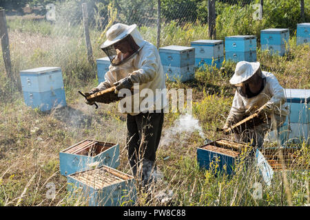 Dos apicultores, vestido con ropa de protección especial, examinar sus colmenas de abejas de miel en Julio 21, 2017 en la zona del monte Olimpo en Grecia Foto de stock