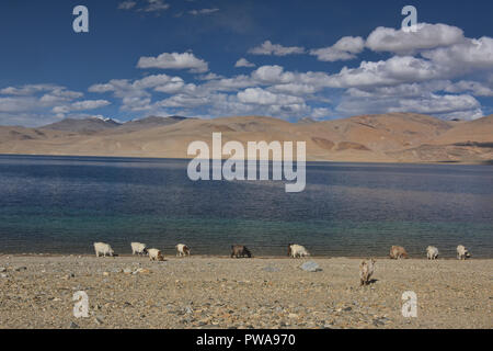 Las cabras pastando junto Tso Moriri Lake, la joya de Ladakh, India Foto de stock