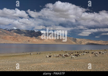 Las cabras pastando junto Tso Moriri Lake, la joya de Ladakh, India Foto de stock