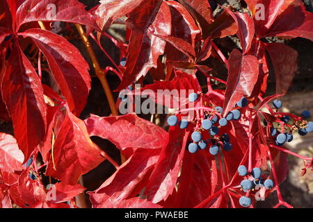 Wilde Weinrebe (Vitis vinifera subsp. sylvestris), rotes Herbstlaub, Moseltal, Rheinland Pfalz, Deutschland
