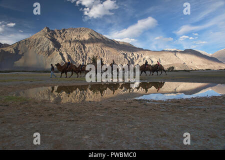 Camellos bactrianos en las montañas Karakoram, Hundar, Nubra Valley, Ladakh, India Foto de stock