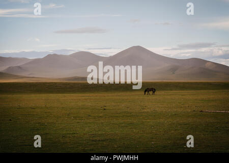 Solo caballo pastando en el campo mongol con las montañas en la distancia. Verano Arkhangai, Mongolia Foto de stock