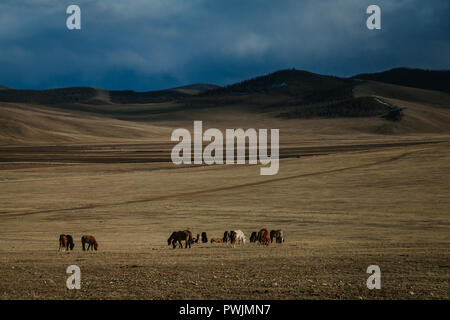 Caballos que pastan en el vasto campo mongol, montañas en la distancia. Arkhangai, Mongolia Foto de stock