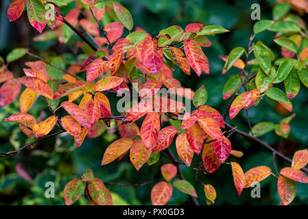 Colores del Otoño de Amelanchier Canadensis, serviceberry. Las hojas tornando rojo tomando el color en el otoño.
