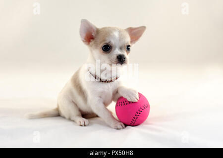 Me encanta el tenis! - Linda de pelo corto de color blanco cachorro Chihuahua miniatura con pelota de tenis Foto de stock