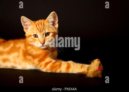 Jengibre mackerel tabby12 semana vieja gatito aislado en un fondo negro jugando con un ratón de juguete