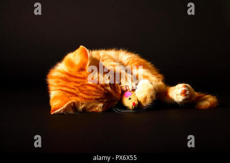 Jengibre mackerel tabby12 semana vieja gatito aislado en un fondo negro jugando con un ratón de juguete