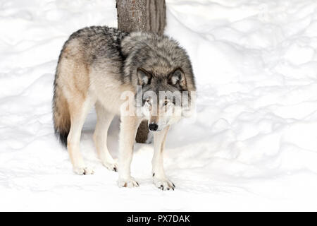 Un solitario Timber Wolf o lobo gris (Canis lupus) aislado sobre fondo blanco de pie en la nieve del invierno en Canadá Foto de stock