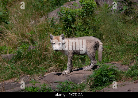 Un solitario lobo ártico (Canis lupus arctos) cachorro de pie sobre un acantilado rocoso en verano en Canadá Foto de stock