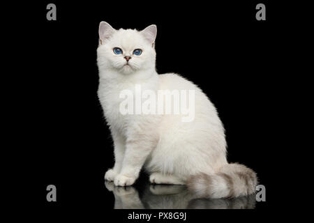 Juguetón British gato blanco, con ojos azules, sentado sobre fondo negro aislado, vista lateral
