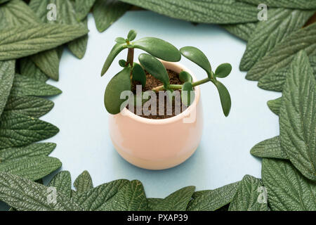 Crassula ovata planta jade árbol de dinero Foto de stock