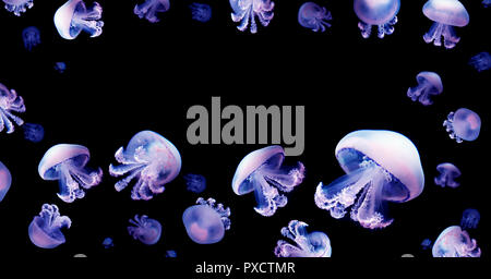 Medusas meduse espacio en blanco para texto negro de fondo animal silvestre marino subacuático Foto de stock