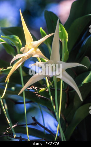 Darwin la orquídea, orquídea de navidad, Estrella de Belén orchid o rey de  los Angraecums (Angraecum sesquipedale), orquídea en el Fotografía de stock  - Alamy