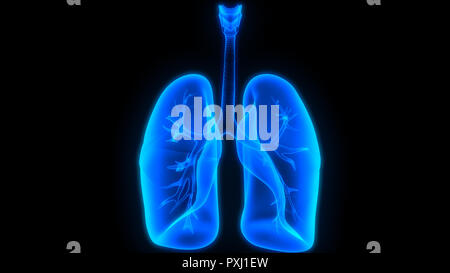 Anatomía del sistema respiratorio humano Foto de stock