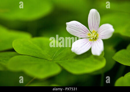 Oxalis acetosella común acedera madera florece en la primavera en el Parque Nacional Olímpico y bosque, Washington, EE.UU.