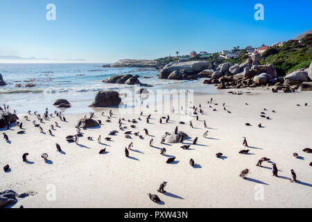África, Simon's Town, la playa Boulders, Brillenpinguin, colonia de pingüinos de patas negras de Spheniscus demersus, Foto de stock