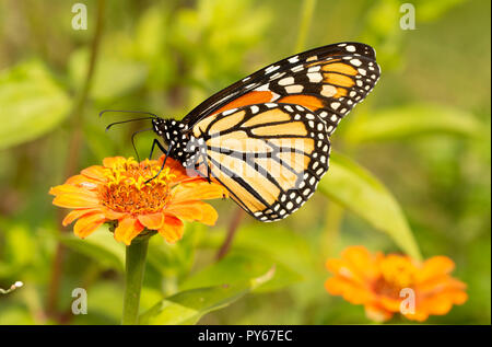 La migración de la mariposa monarca en una naranja de reabastecimiento Zinnia flor en otoño Foto de stock