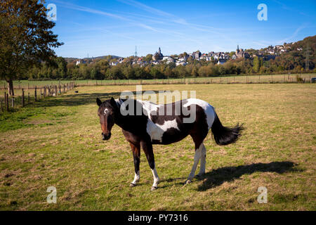 Caballo sobre una pastura cerca Hagen-Vorhalle, Alemania. Pferd auf einer Wiese bei Hagen-Vorhalle, Deutschland. Foto de stock