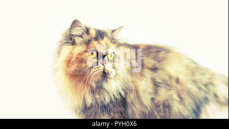 Banner Fluffy colorido gato Persa sobre un fondo claro. Hermosa joven de largos cabellos nacional cat. Foto de stock