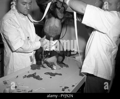 El chimpancé "Jamón" siendo asistidos en 'pacesuit' antes de la Mercury-Redstone 2 (MR-2) vuelo de prueba que se realizó el 31 de enero, 1961.