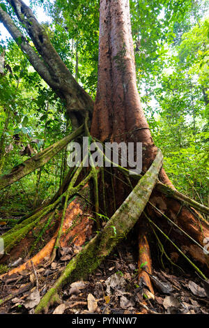 Fig Tree estrangulando a otro árbol en Aru selva isleña, Papúa, Indonesia Foto de stock