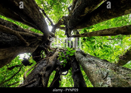 Gran angular dinámica disparos dentro de la corteza de un árbol de ficus, bosque Munduk, Bali, IndonesiaI Foto de stock