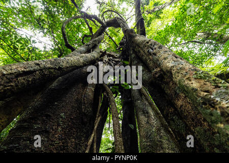 Gran angular dinámica disparos dentro de la corteza de un árbol de ficus, bosque Munduk, Bali, IndonesiaI Foto de stock