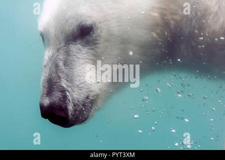 Cabeza de oso polar (Ursus maritimus) bajo el agua. Los osos polares son excelentes nadadores y suelen nadar durante días. Pueden nadar bajo el agua hasta
