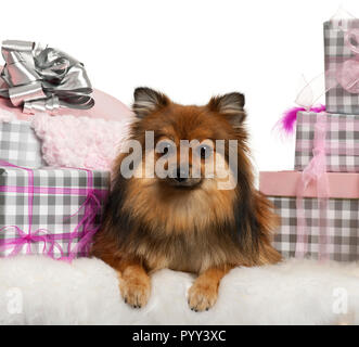 Pomerania, 2 años, mintiendo con regalos de Navidad delante de un fondo blanco