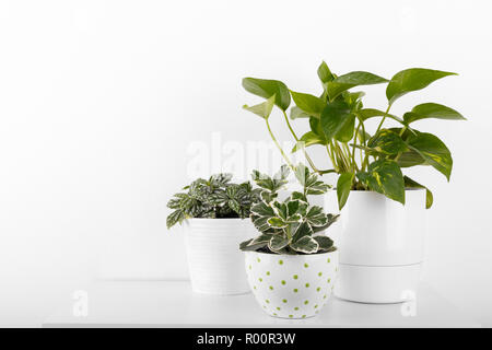 Plantas de interior peperomia fittonia Potus dorado cactus en macetas  modernas blanco Fotografía de stock - Alamy