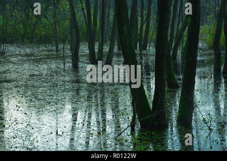 A principios de otoño por la mañana en un bosque inundado pantanosos con árboles en el agua y su reflejo en el agua. Polonia en el otoño. Vista horizontal.