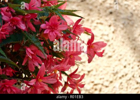 Begonia trailing rosa en una cesta colgante con un fondo amarillo Foto de stock